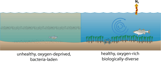 Comparison of healthy and unhealthy bay.