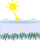 Sunlight blocked by phytoplankton.