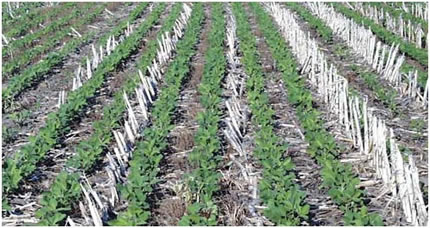 Soybeans growing between the cut stalks of corn in a no-till field.