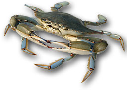 crab